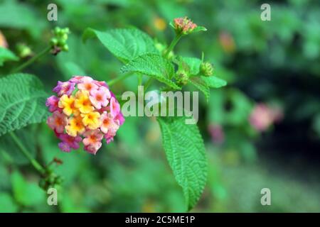 Lantana Camara fiori in natura Foto Stock