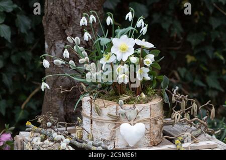 helleborus niger e gocce di neve in barbark pot di betulla Foto Stock