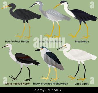 Carino uccello guado illustrazione insieme vettore, White-faced Heron, White-necked, Pied, Pacific Reef Heron, Black-coroned Night Heron, Little egret, colorato Illustrazione Vettoriale