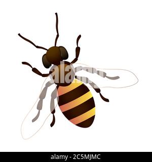 Illustrazione vettoriale dell'ape di miele su sfondo bianco. EPS 10. Illustrazione Vettoriale