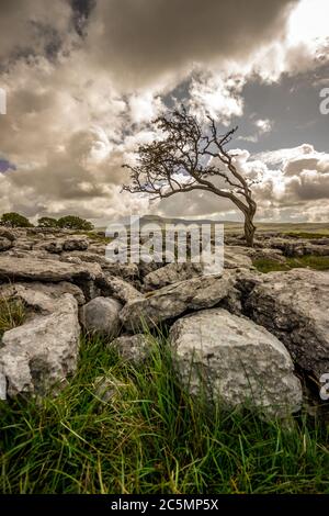 lone albero su un pavimento di pietra calcarea con Ingleborough sullo sfondo. Vecchio, attorcigliato, albero di biancospino intemperato Foto Stock