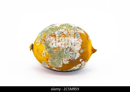 Limone gustato su sfondo bianco. Il limone è ammuffito e ha iniziato a marcire. Il concetto di design con un limone deperito. Foto Stock