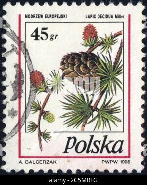 Timbre oblitéré Modrzew europejski. Larix decidua miller. Polska. 1995 Foto Stock