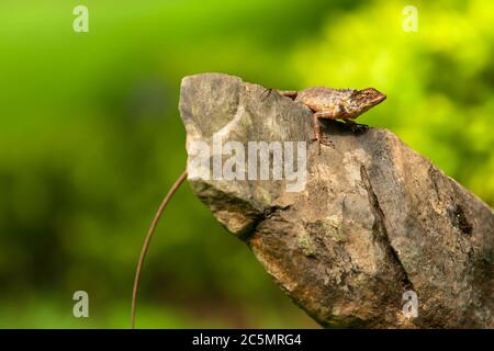 Una lucertola riposante sulla roccia in una giornata di sole. Parco Nazionale di Khao Laem, Tailandia. Concentratevi sull’occhio della lucertola. Foto Stock