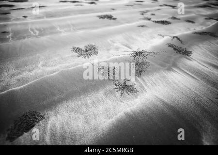 Burrone astratto di granchi fantasma sulla spiaggia sabbiosa, terra sabbia arte di granchi. Monocromatico. Primo piano. Orizzontale. Mettere a fuoco sulla burrow. Foto Stock