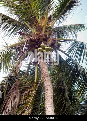 Scimmia Captive Macaque che raccoglie le noci di cocco in Thailandia Foto Stock