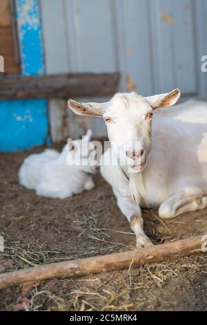 Capra madre bianca giace al fienile con il cucciolo. Foto Stock