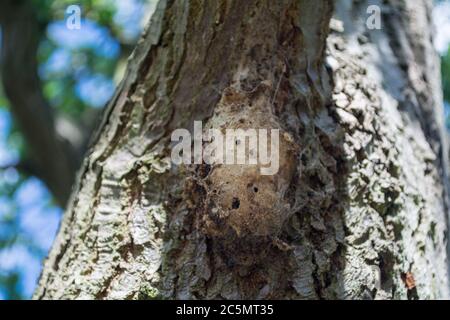 Il nido di una falesia processionale di quercia (Thaumetopea processionea) Foto Stock