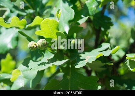 Closeup di ghiande per bambini su un albero di quercia inglese Foto Stock