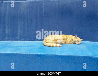 cute gatto dorato dormire con toni blu di sfondo Foto Stock