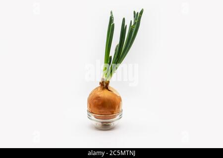 Cipolla verde in crescita a casa isolata su sfondo bianco. Germogliare cipolle verdi su un piatto di vetro. Verdure sane e naturali a casa senza OGM Foto Stock