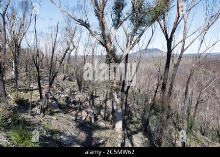 Giugno 2020: Segni di ricrescita e recupero dai devastanti incendi boschivi sulla linea di Bells Road vicino Bilpin Vedi le mie immagini comparative Gennaio 2020 Foto Stock