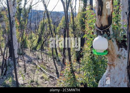 Giugno 2020: Segni di ricrescita e recupero dai devastanti incendi boschivi sulla linea di Bells Road vicino Bilpin Vedi le mie immagini comparative Gennaio 2020 Foto Stock