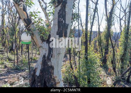 Giugno 2020: Segni di ricrescita e recupero dai devastanti incendi boschivi sulla linea di Bells Road vicino Bilpin Vedi le mie immagini comparative Gennaio 2020 Foto Stock