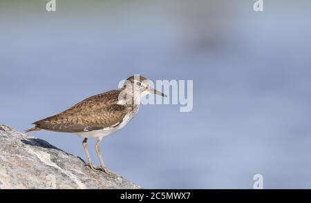 Sandpiper comune (Actitis hypoleucos), sulla spiaggia di pietra Foto Stock