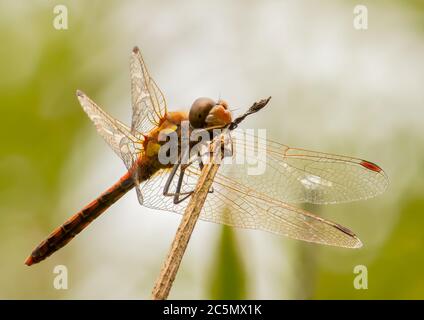 Un Darter comune poggiato su un fusto di canna rotto Foto Stock