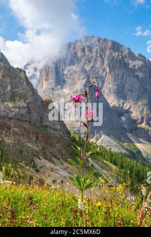 Fiore di giglio di Martagon in un prato delle alpi Foto Stock