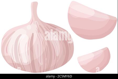Aglio vettoriale su sfondo bianco. Illustrazione vettoriale. Illustrazione Vettoriale