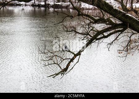 L'albero si dirama contro un fiume background.The ucraino nella notte oscura nuvolosa invernale. Il fiume in città Sumy Foto Stock