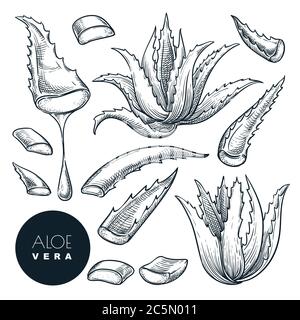 Pianta di Aloe vera e foglie tagliate, illustrazione vettoriale di schizzo. Medicina naturale di erbe o ingrediente cosmetico. Elementi di progettazione isolati disegnati a mano Illustrazione Vettoriale