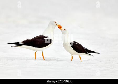 Due gabbiani meno neri sulla neve Foto Stock