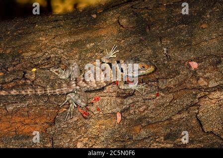 Iguana malgascia collata Foto Stock