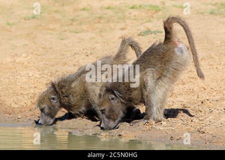 Due baboons chacma (Papio ursinus) acqua potabile, Mkuze Game Reserve, Sudafrica Foto Stock