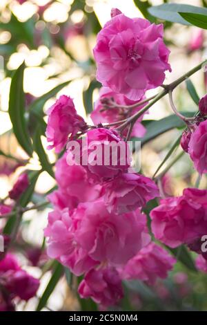 Fiori rosa su cespugli di oleandri in un parco estivo Foto Stock