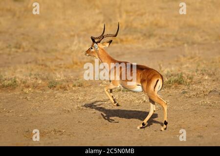 Impala maschile antilope (Aepyceros melampus) running, Kruger National Park, Sudafrica Foto Stock