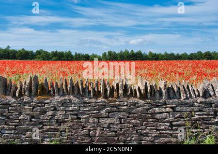 Un campo di papaveri rossi dietro un muro di pietra a secco vicino a Stow-on-the-Wold nel Cotswolds Foto Stock