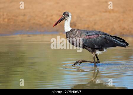 Lanosi colli (Stork Ciconia episcopus) in piedi in acqua poco profonda, Sud Africa Foto Stock