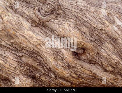 Primo piano di una corteccia di olivo Foto Stock