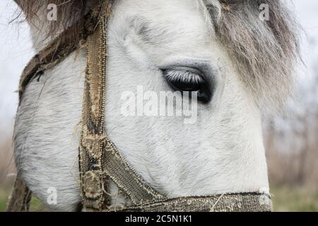 Occhio di un cavallo bianco da vicino. Animale sguardo su un guinzaglio Foto Stock