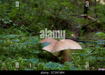 Due funghi selvatici Caloboletus calopus che si coltivano nella foresta umida di abete rosso nella mussa. Conosciuto anche come bolete di faggio amaro o bolete scarlatto-gambo. Foto Stock