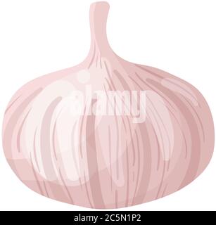 Aglio vettoriale su sfondo bianco. Illustrazione vettoriale. Illustrazione Vettoriale