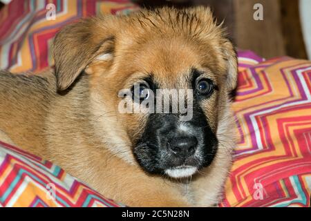 Cucciolo Foto Stock