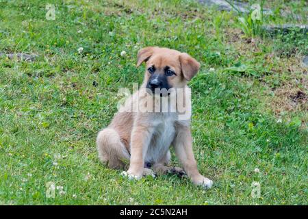 Cucciolo Foto Stock