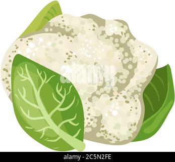 Cavolfiore bianco vegetale. Cavolfiore isolato su sfondo bianco. Cibo biologico. Illustrazione vettoriale in stile piatto. Illustrazione Vettoriale