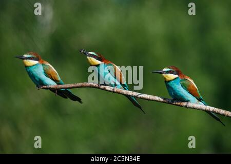 tre mangiatori di api si siedono sullo stesso ramo Foto Stock