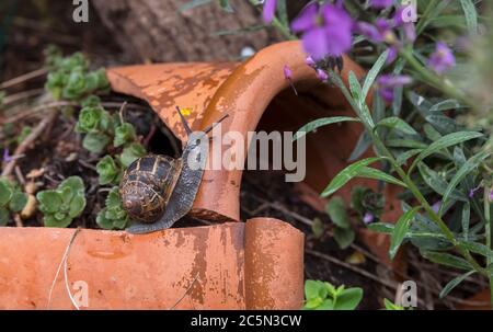 Lumaca da giardino marrone, gardensnail da giardino comune lumaca europea marrone Helix aspera Cornu aspersum Cryptomphalus aspersus)in un giardino Foto Stock