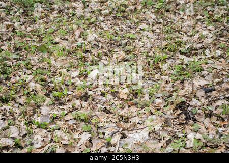 foglie secche e germogli di erba tessuto sfondo. Foglie di quercia sulla carta da parati Foto Stock