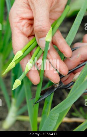 Intestatura della testa di fiore di una cipolla imbullonata piante per impedire alla pianta di sprecare energia sullo sviluppo di semi. REGNO UNITO Foto Stock