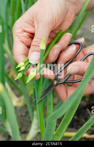 Intestatura della testa di fiore di una cipolla imbullonata piante per impedire alla pianta di sprecare energia sullo sviluppo di semi. REGNO UNITO Foto Stock