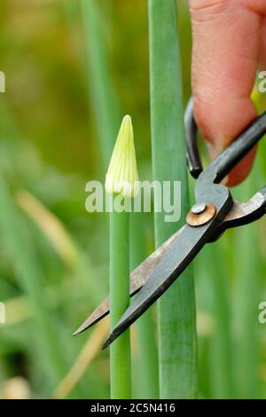 Intestatura della testa di fiore di una cipolla imbullonata piante per impedire alla pianta di sprecare energia sullo sviluppo di semi. REGNO UNITO Foto Stock