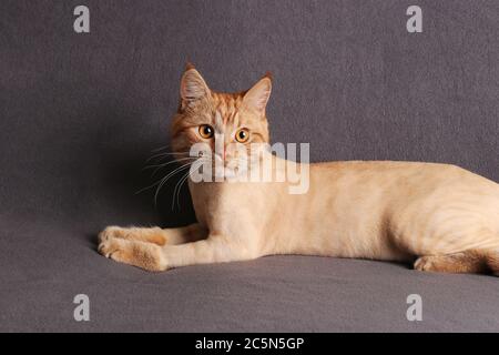 Gatto grooming, gatto giovane fashionably rifinito zenzero su sfondo grigio Foto Stock
