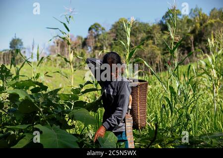 Una donna contadina della comunità IBAN che lavora in una fattoria agricola vicino al villaggio di Sungai Utik a Kapuas Hulu, Kalimantan occidentale, Indonesia. Foto Stock