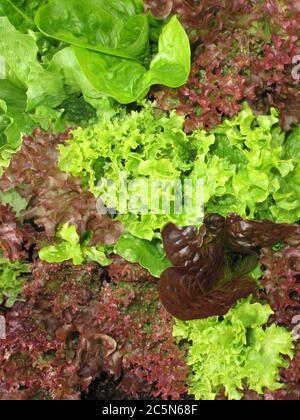 Verde e rosso, scegli lo sfondo di lattuga per l'uso nei pasti con insalata Foto Stock