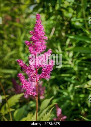 Primo piano con piante di fiori Astilbe o la barba di false capre. Foto Stock