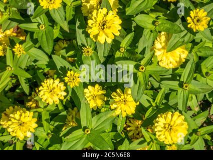 Molti elegans gialli di Zinnia o vista comune dei fiori di zinnia dall'alto. Foto Stock