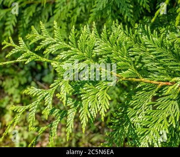 Primo piano con brabbelle di un juniperus horizontalis (ginepro o cedro strisciante) Foto Stock